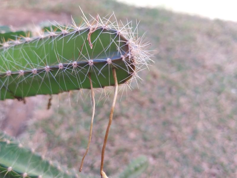 Una foto de Selenicereus testudo