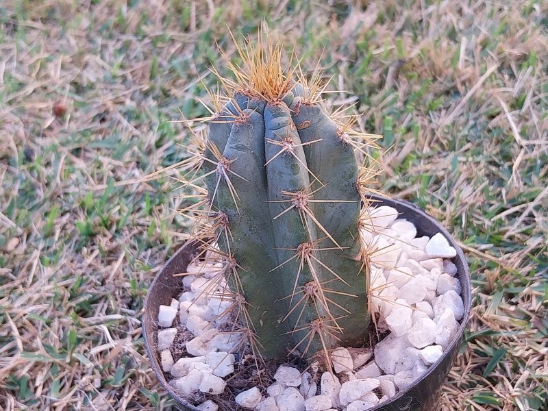 Una foto de Cereus peruvianus
