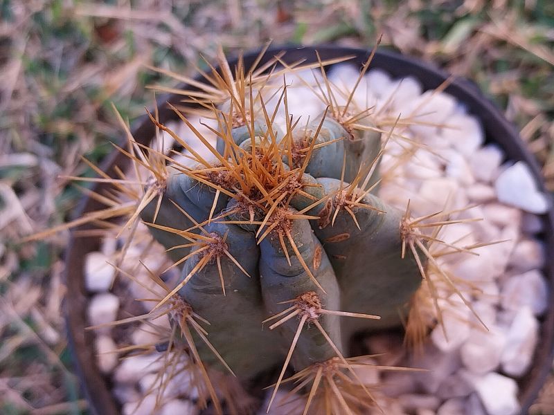 Una foto de Cereus peruvianus