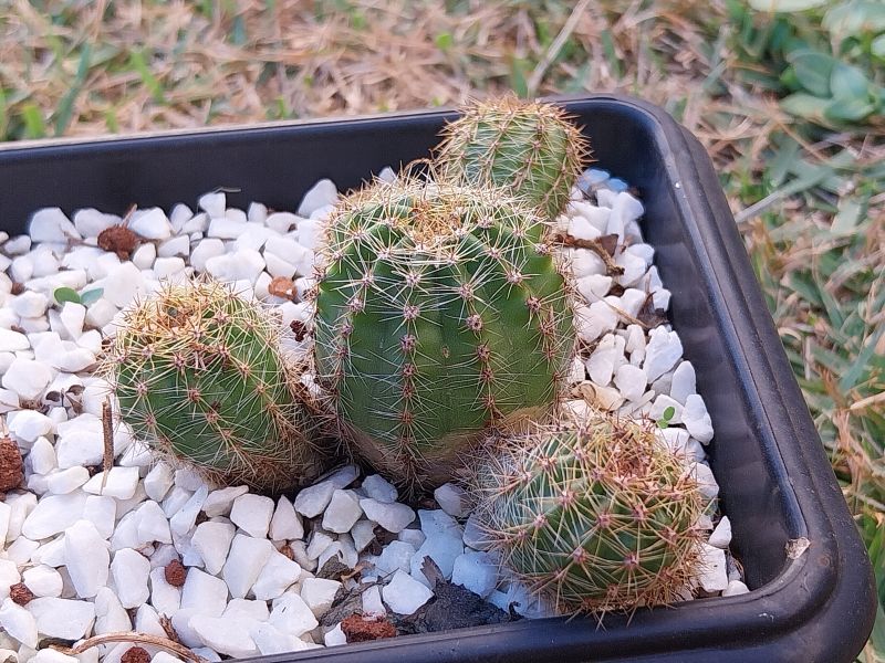 A photo of Echinopsis oxygona