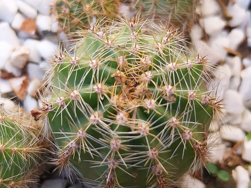 A photo of Echinopsis oxygona