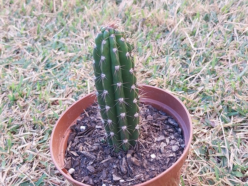 Photo of a cactus currently being identified