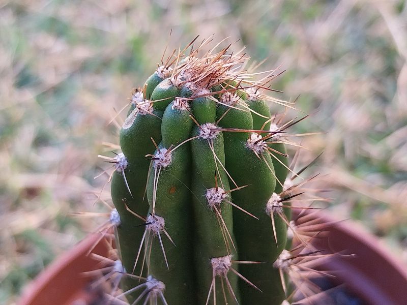 Photo of a cactus currently being identified