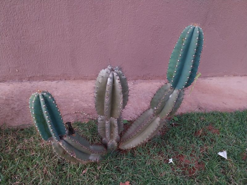 Photo of a cactus currently being identified