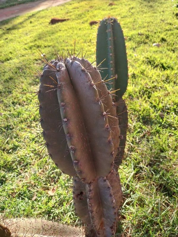 Photo of a cactus currently being identified