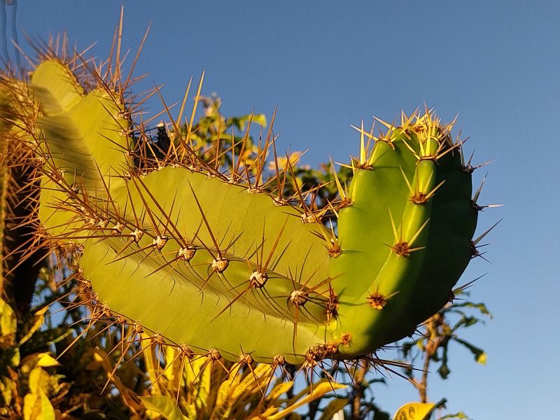 Photo of a cactus currently being identified