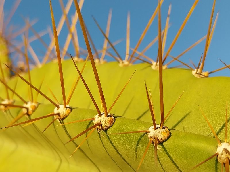 Photo of a cactus currently being identified