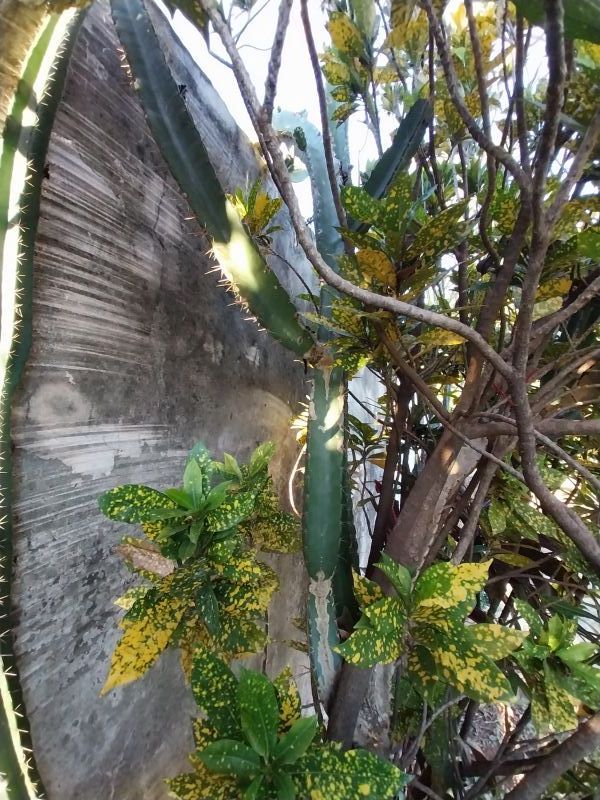 Photo of a cactus currently being identified