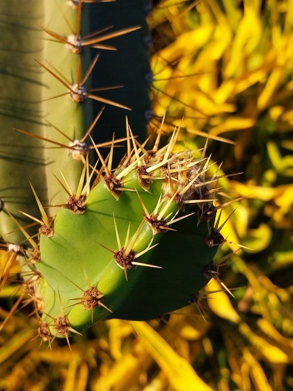 Photo of a cactus currently being identified