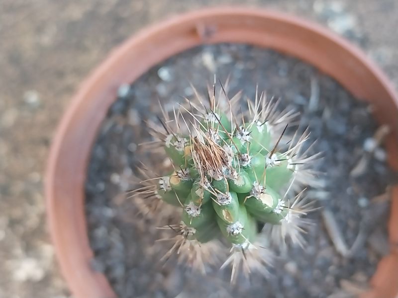 Photo of a cactus currently being identified