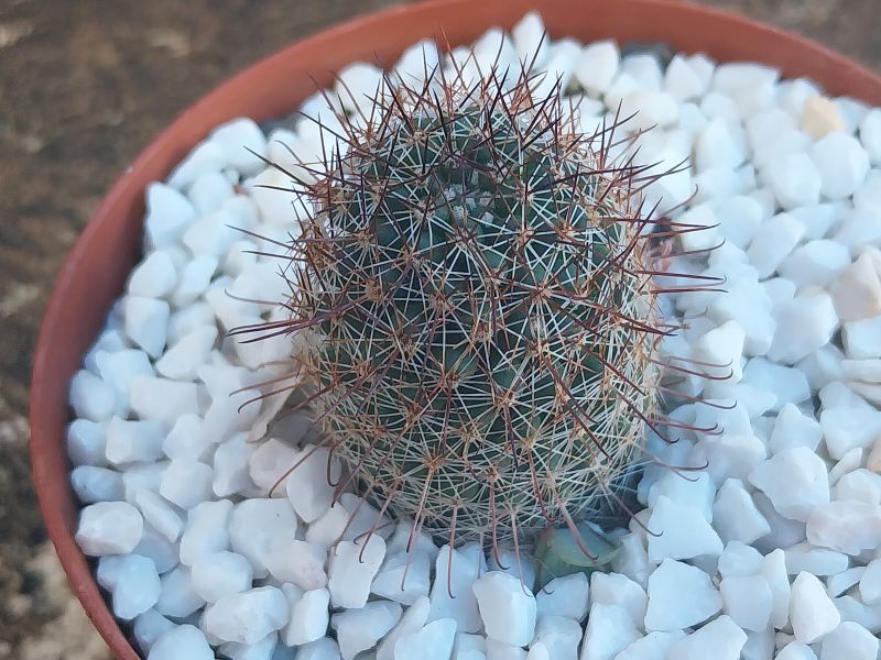 Una foto de Mammillaria sheldonii