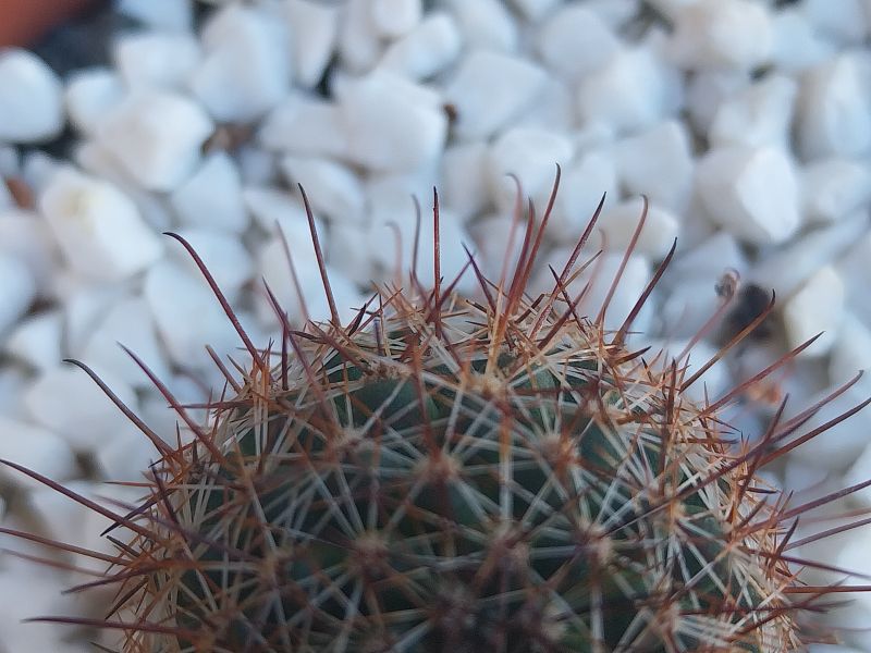 Una foto de Mammillaria sheldonii