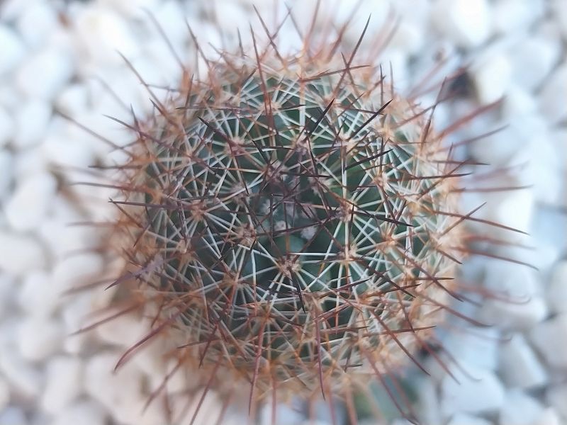 Una foto de Mammillaria sheldonii