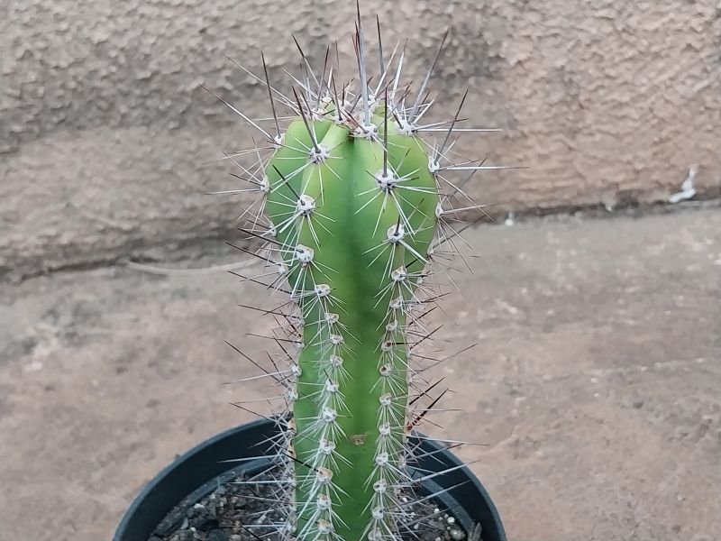 A photo of Neoraimondia herzogiana