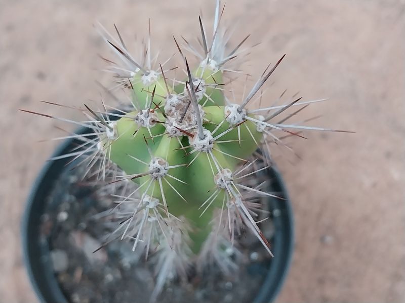 A photo of Neoraimondia herzogiana