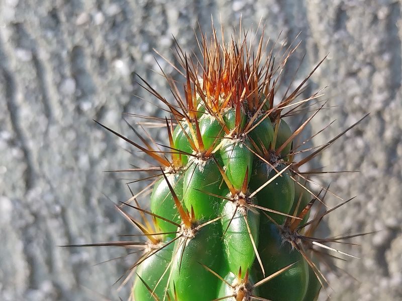 Una foto de Praecereus euchlorus
