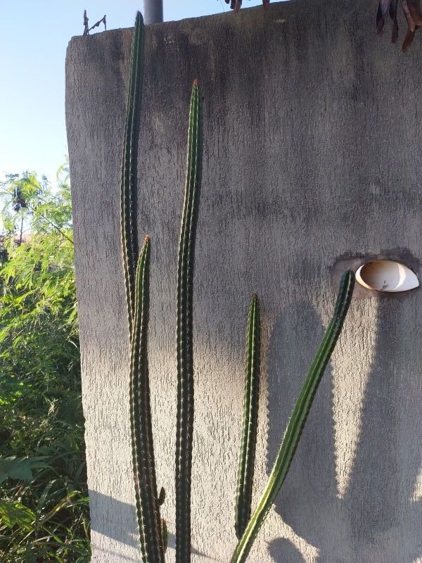 Una foto de Praecereus euchlorus