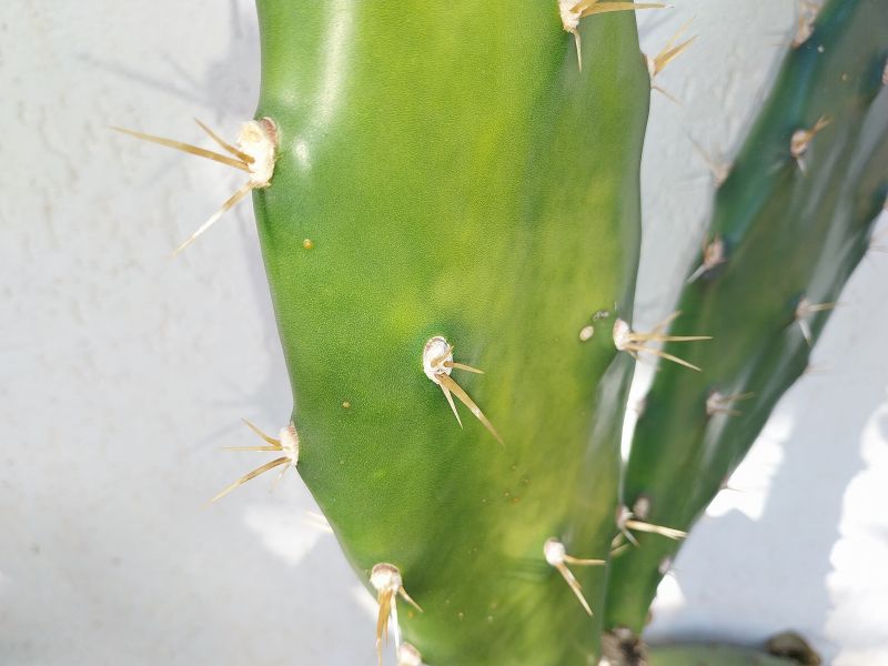 Photo of a cactus currently being identified