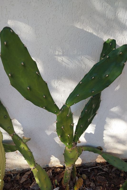 Photo of a cactus currently being identified