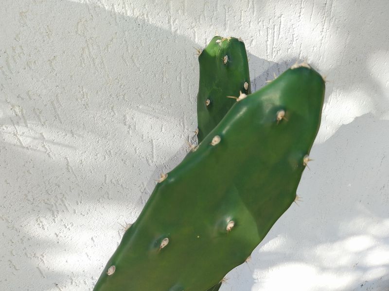Photo of a cactus currently being identified