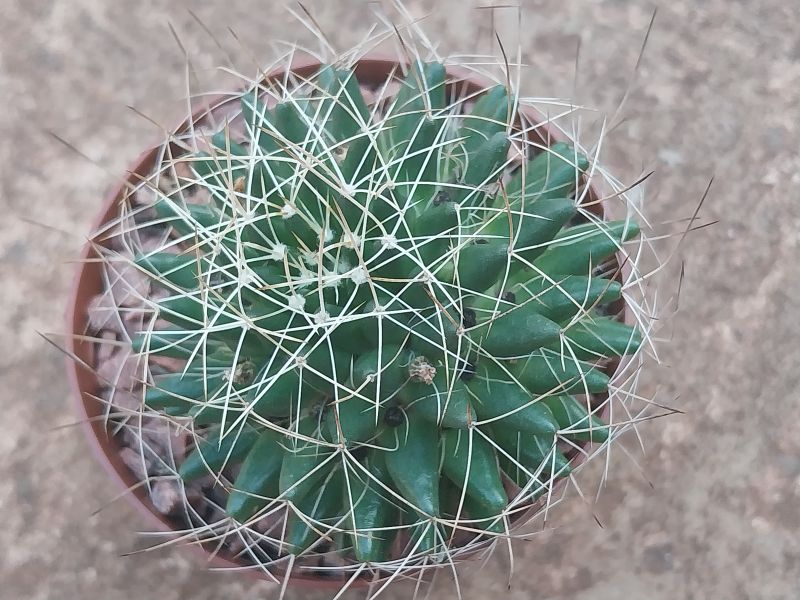 A photo of Mammillaria decipiens ssp. camptotricha