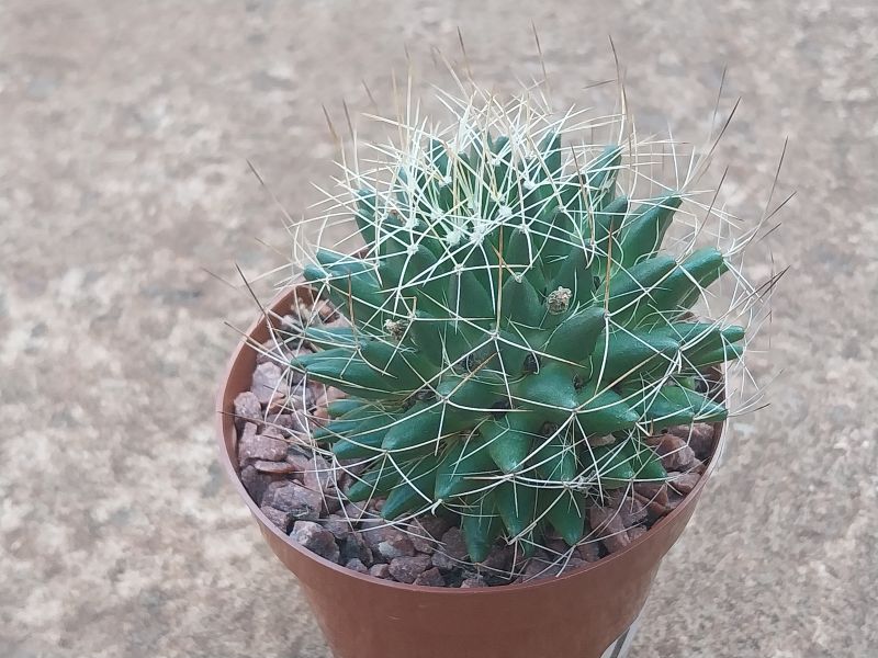 A photo of Mammillaria decipiens ssp. camptotricha