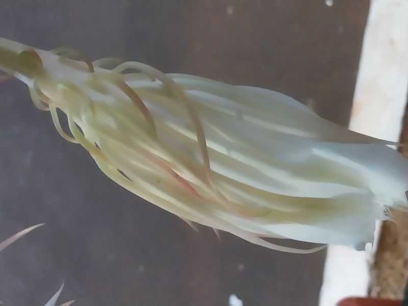 A photo of Epiphyllum oxypetalum