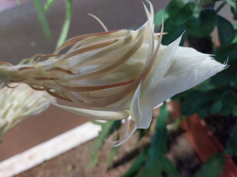A photo of Epiphyllum oxypetalum