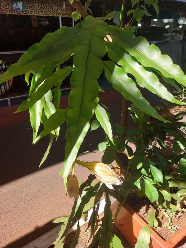 A photo of Epiphyllum oxypetalum