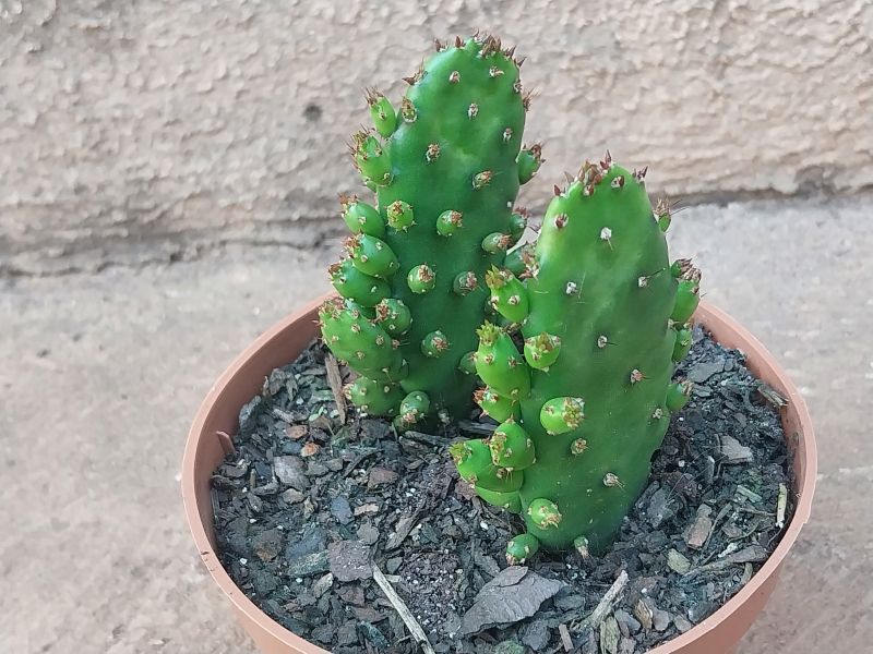 Una foto de Opuntia monacantha fma. monstruosa