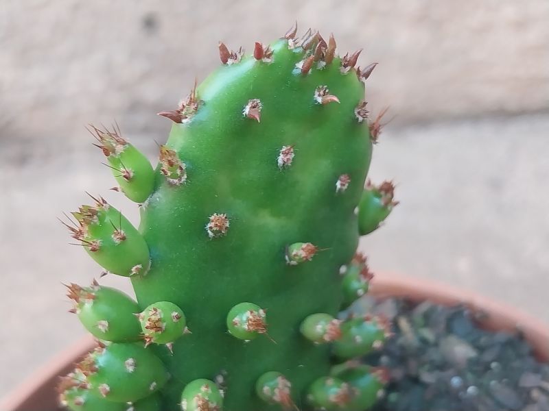 Una foto de Opuntia monacantha fma. monstruosa