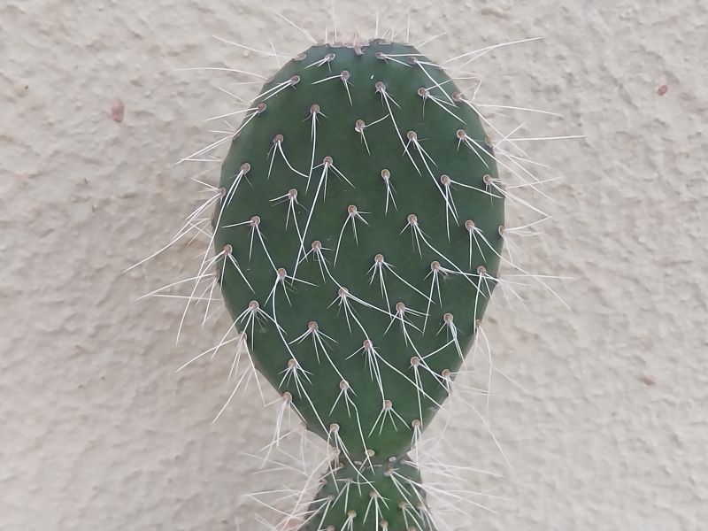 Una foto de Opuntia leucotricha