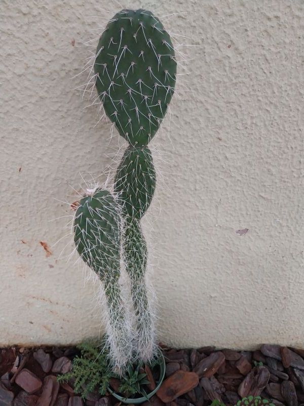 Una foto de Opuntia leucotricha