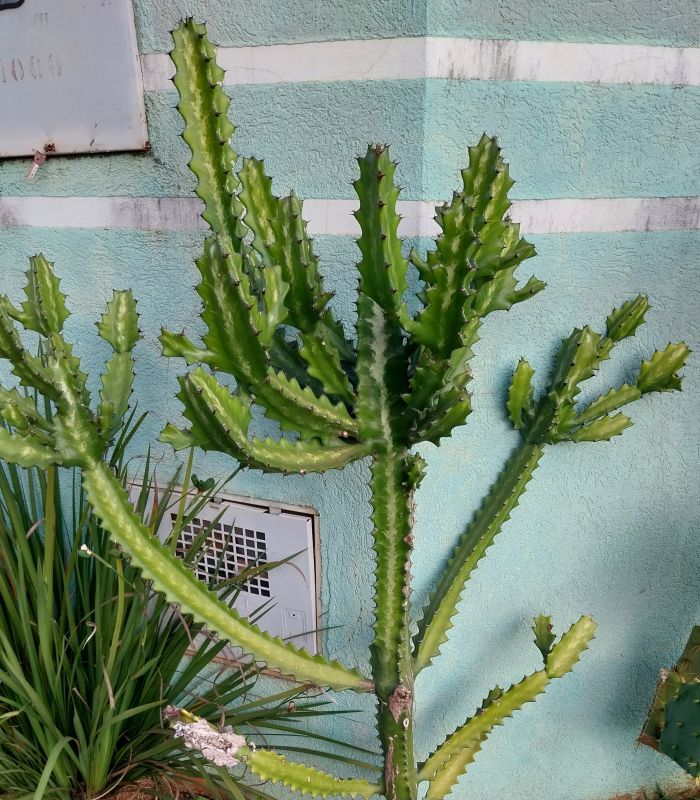 A photo of Euphorbia lactea