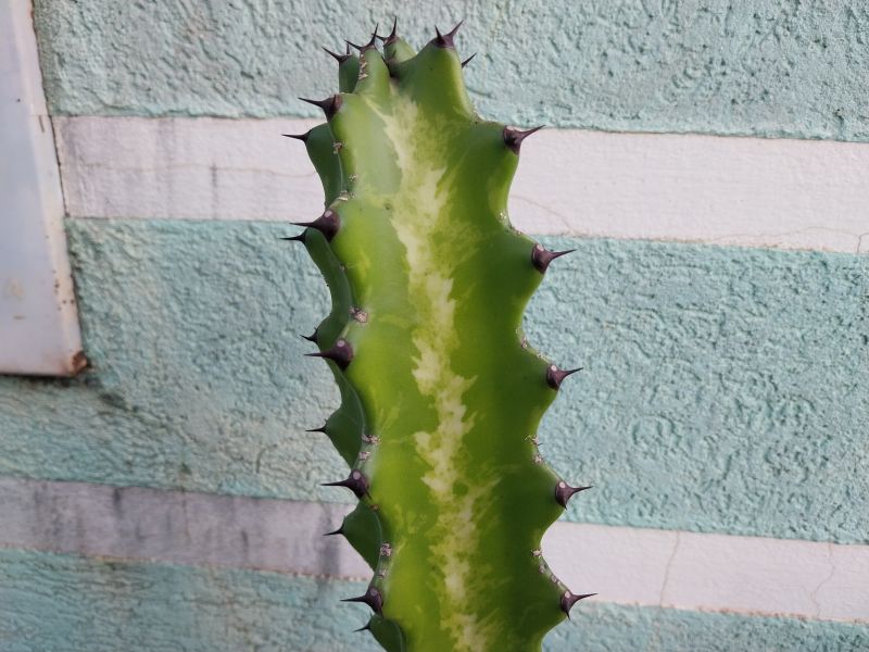 A photo of Euphorbia lactea