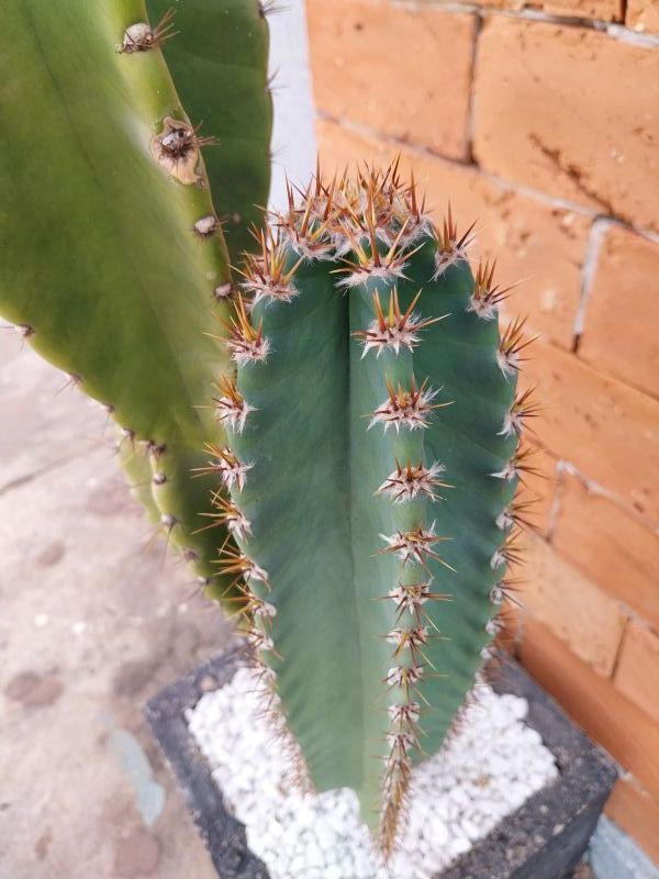 Foto de un cactus que se está identificando actualmente