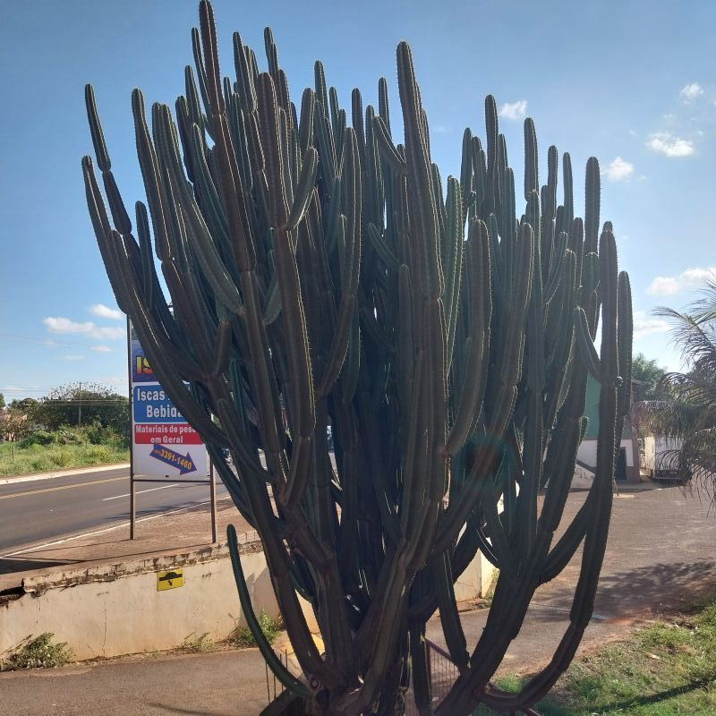 Photo of a cactus currently being identified