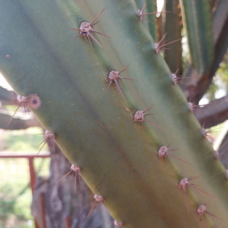 Photo of a cactus currently being identified