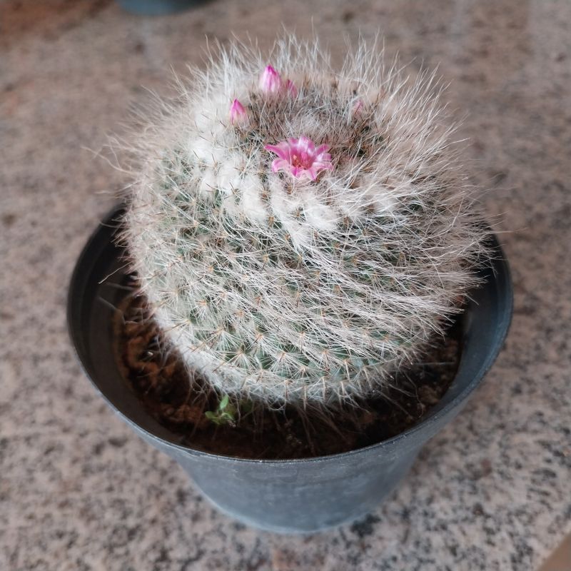 A photo of Mammillaria hahniana ssp. woodsii