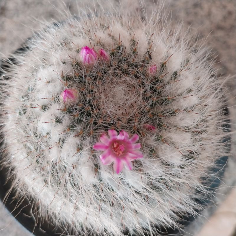 A photo of Mammillaria hahniana ssp. woodsii