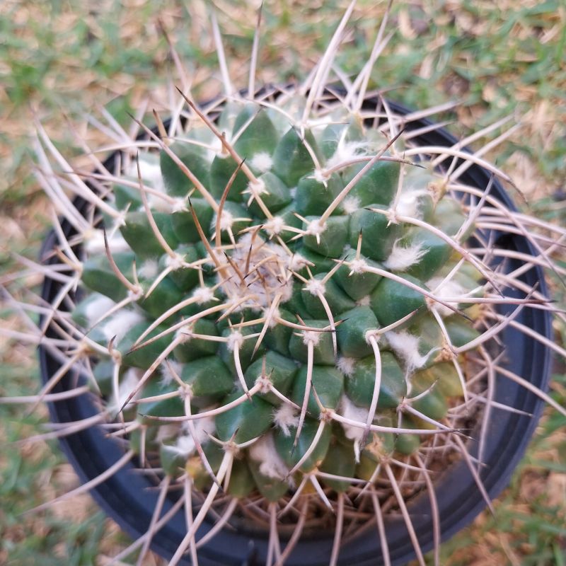 Una foto de Mammillaria compressa ssp centralifera