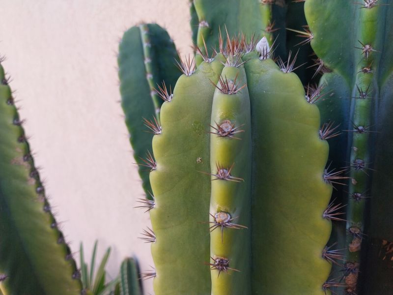 Una foto de Cereus peruvianus