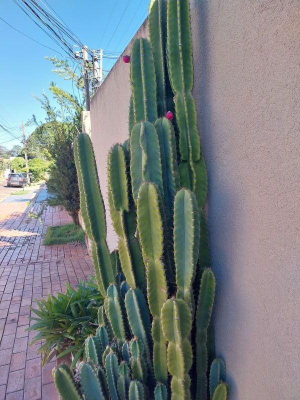 Una foto de Cereus peruvianus