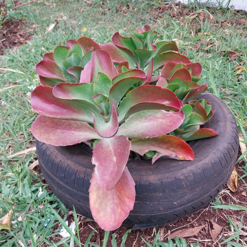 Una foto de Kalanchoe Vivien (K. luciae x K. sexangularis) (HIBRIDO)