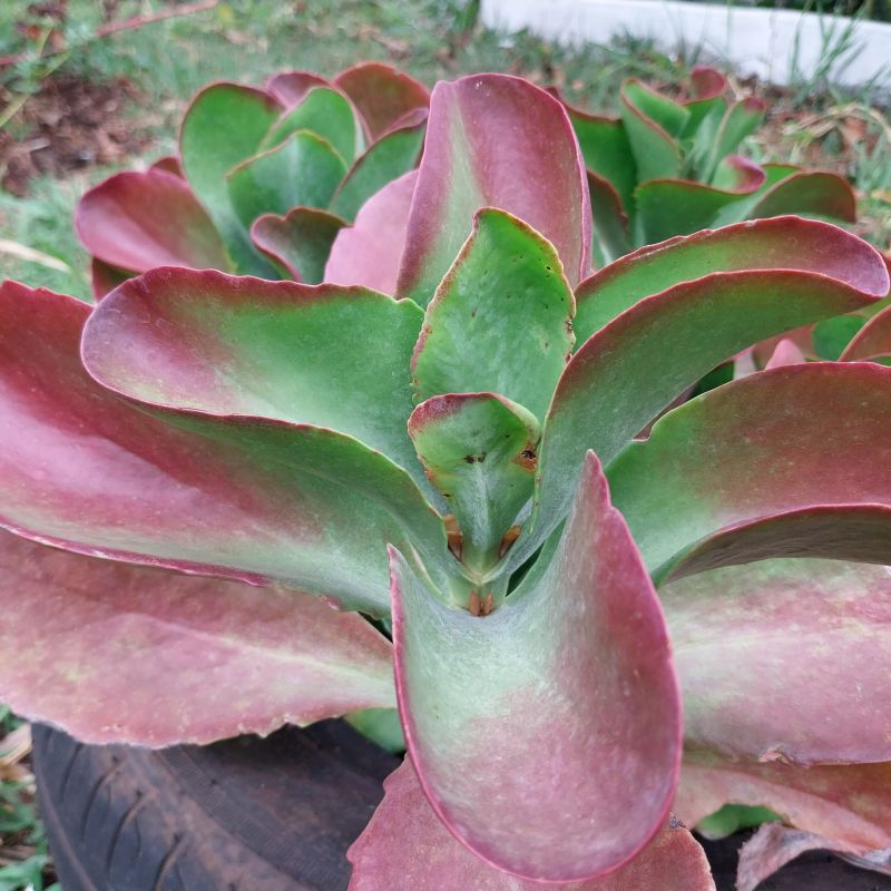 Una foto de Kalanchoe Vivien (K. luciae x K. sexangularis) (HIBRIDO)
