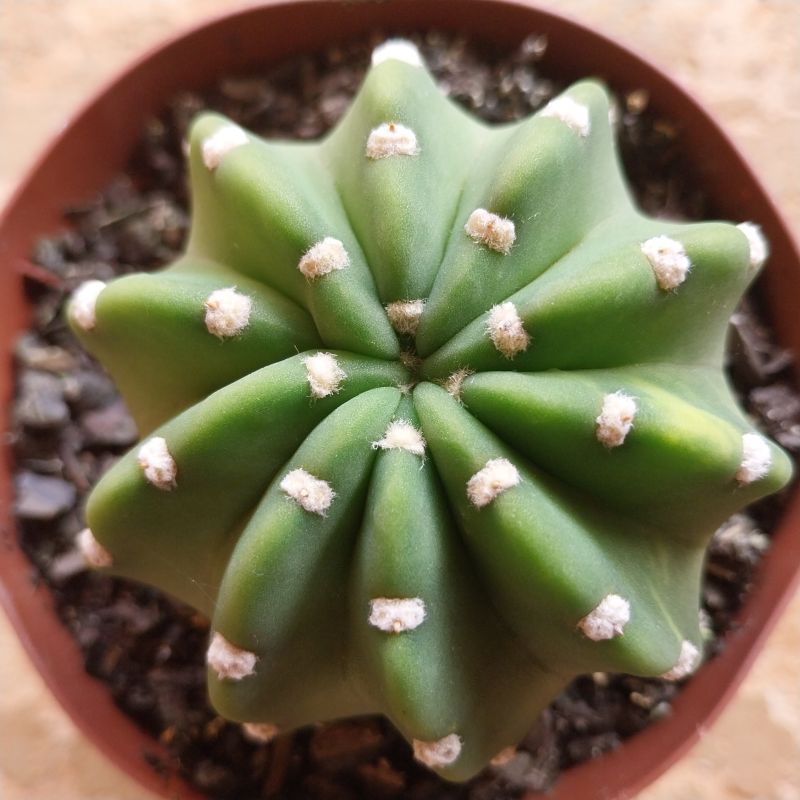 Una foto de Echinopsis subdenudata