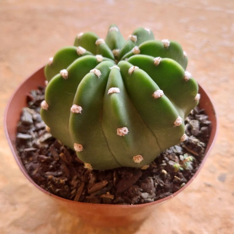 Una foto de Echinopsis subdenudata