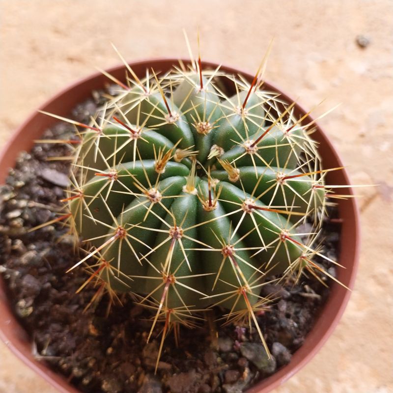 Photo of a cactus currently being identified