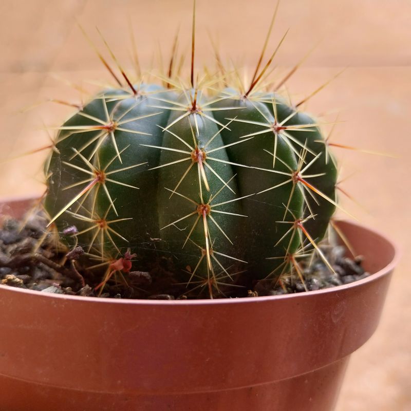 Photo of a cactus currently being identified