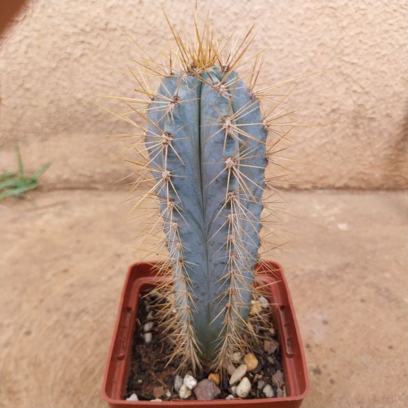 A photo of Pilosocereus azulensis